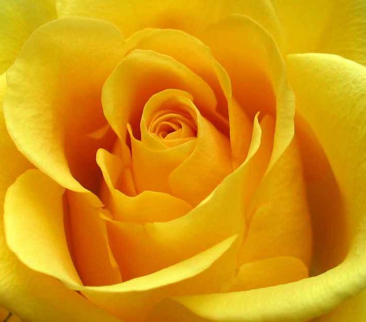 Yellow rose is the flower of friendship